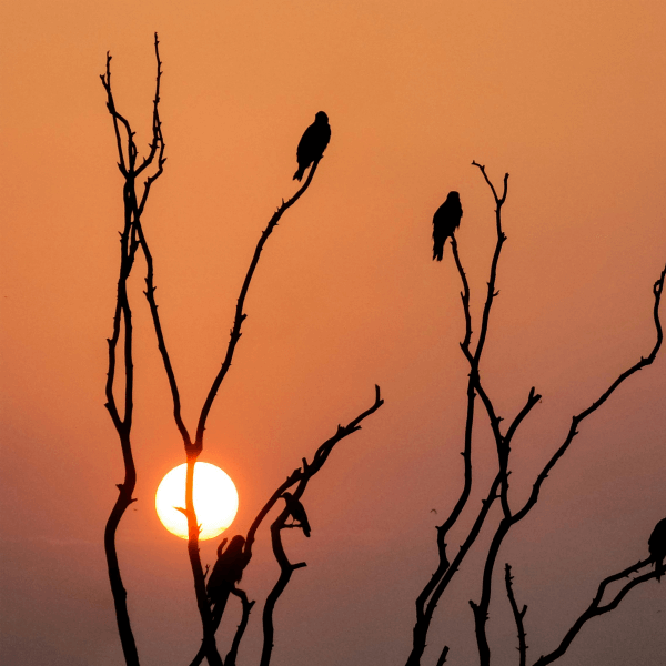 Wildlife Birdwatching Raisar Desert Camp